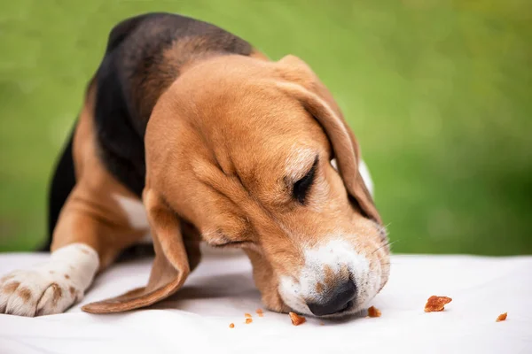 Lustiger Hundebeagle Schnüffelt Aufmerksam Futter Auf Grünem Hintergrund — Stockfoto