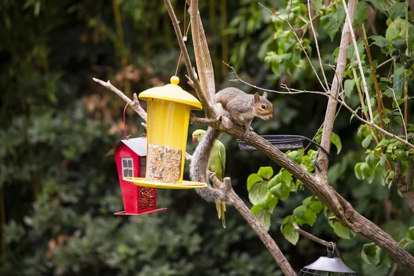 有趣的松鼠和鹦鹉坐在喂食机附近的树枝上 — 图库照片