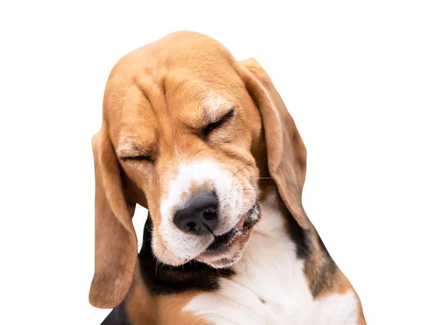 Feliz Divertido Beagle Perro Riendo Sobre Fondo Blanco — Foto de Stock