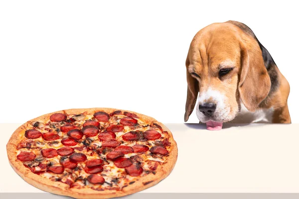Zabawny Pies Gończy Wywieszonym Językiem Patrzy Pizzę Stole — Zdjęcie stockowe