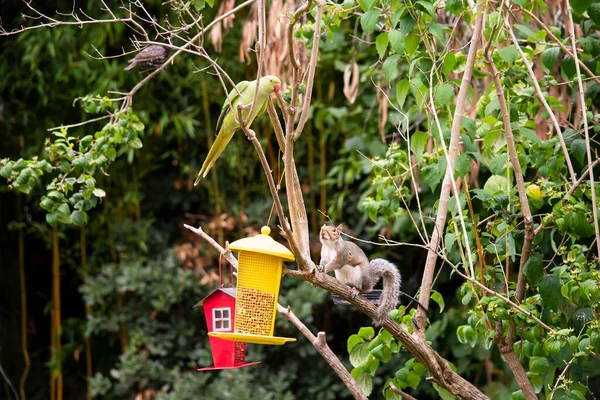 Funny Squirrel Parrot Sit Tree Branch Feeder — Stock Photo, Image