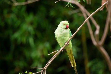 Yeşil papağan yazın bahçedeki bir dala oturur.