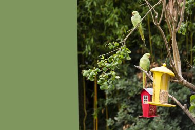 Yeşil papağan yazın bahçedeki bir dala oturur.
