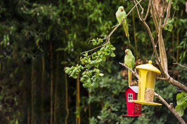 Yeşil papağan yazın bahçedeki bir dala oturur.
