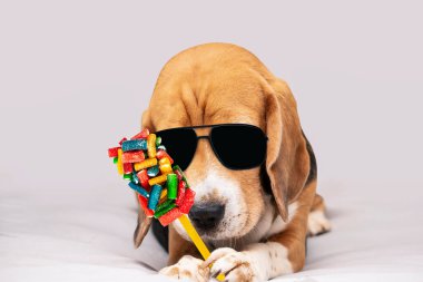 Güneş gözlüklü komik av köpeği pençesinde renkli şekerler tutuyor.