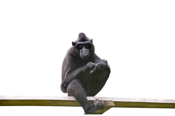 Lustiger Affenschimpanse Sitzt Auf Dem Brett Und Kratzt Sich Die — Stockfoto