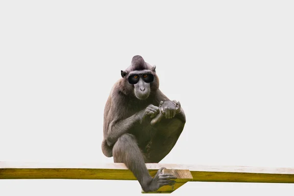 Legrační Opice Šimpanz Sedí Desce Škrábe Tlapě — Stock fotografie