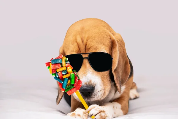 funny beagle dog in sunglasses holds colorful candy in its paw