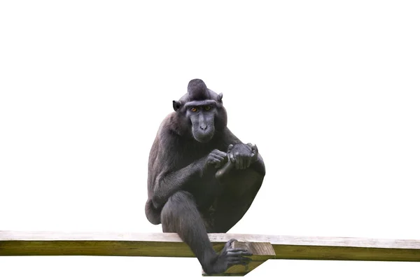 Смішна Мавпа Шимпанзе Сидить Дошці Подряпає Лапу — стокове фото