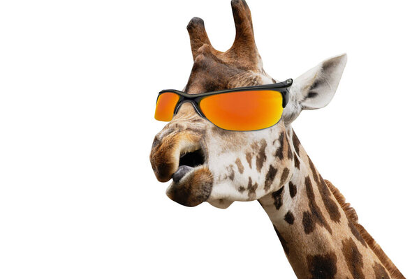 Lustiger Giraffenkopf Mit Oranger Sonnenbrille — Stockfoto