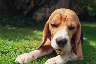 Komik bir av köpeğinin üzgün yüzü Yazın doğaya yakın çekim