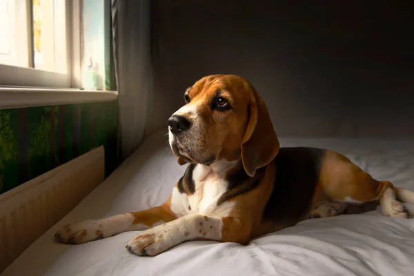 cute beagle dog lies on the bed near the window under the rays of the sun