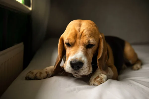 cute beagle dog lies on the bed near the window under the rays of the sun