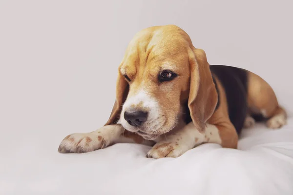 funny face of a beagle dog on a gray background