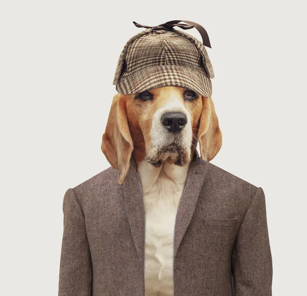 Sério Cão Caçador Beagle Cap Terno Isolado — Fotografia de Stock