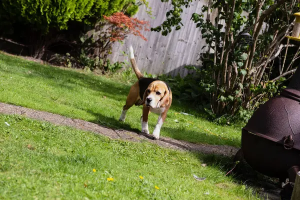 funny beagle dog walking in the garden in summer