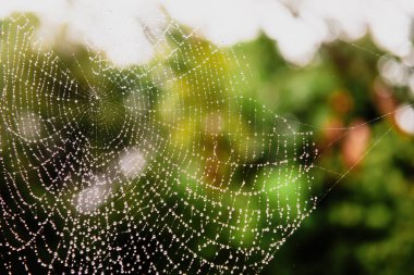 Yağmurdan sonra ağın güzel dokusu