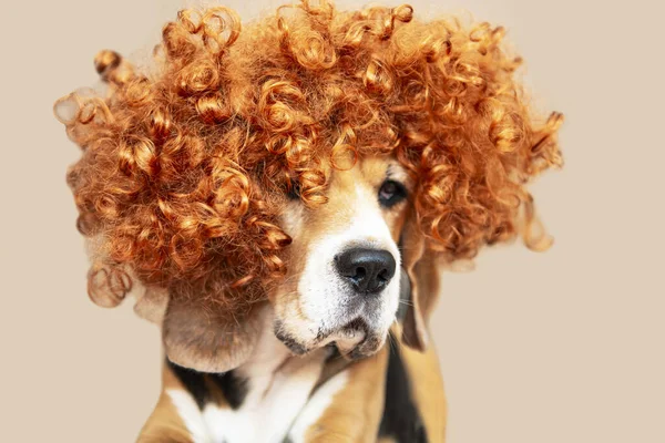 Lindo Perro Beagle Una Peluca Brillante Pensando Fotos de stock