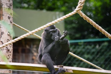 Komik maymun pençelerini doğada kaşır.