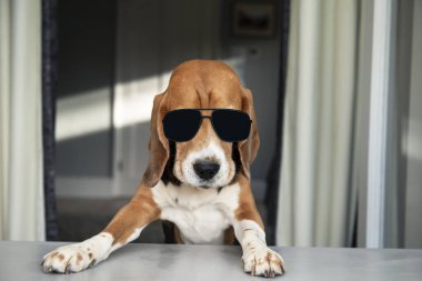 Ofisteki masada oturan siyah gözlüklü ciddi bir köpek patronu.