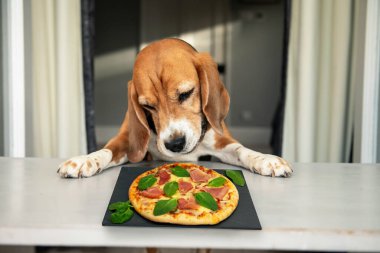 Gülümseyen mutlu av köpeği masadaki pizzaya bakar.