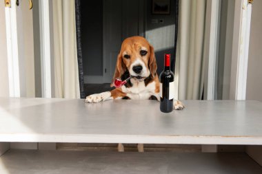 Ağzında sigara piposuyla düşünen komik av köpeği.