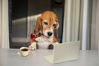 Tatlı av köpeği elinde bir fincan kahveyle dizüstü bilgisayara bakıyor.