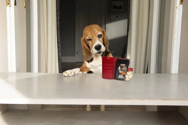 happy beagle dog runs his social media account