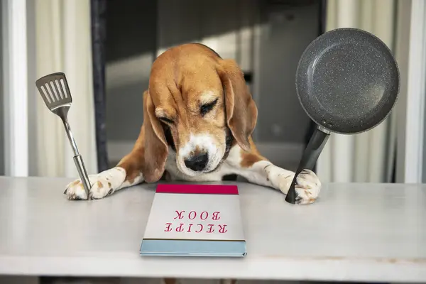happy beagle dog will cook his food according to a recipe book