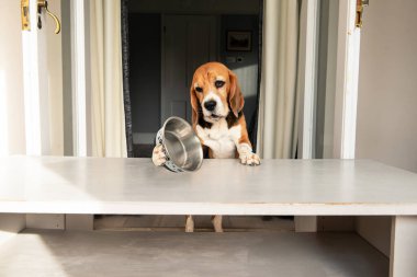 Komik suratlı köpek boş bir kaseye bakar.