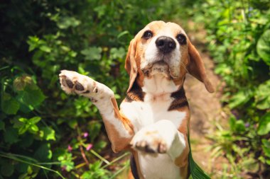 Tatlı av köpeği yazın bahçede dinleniyor.