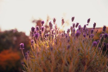 gün batımında mor lavanta bitkisi