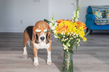 Çiçek vazosunun yanında oturan sevimli av köpeği.