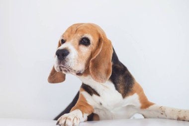 Komik av köpeği dikkatli görünüyor.