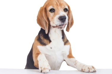 Beyaz arka planda gülümseyen neşeli av köpeği.