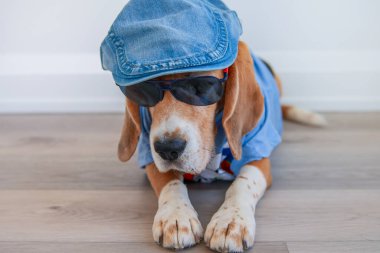 Gözlüklü sevimli av köpeği.