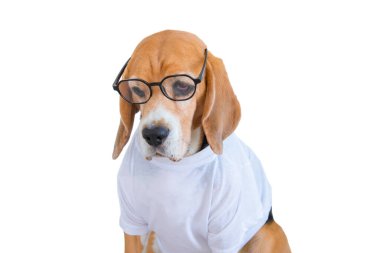 Beyaz arka plana bakan sevimli av köpeği.