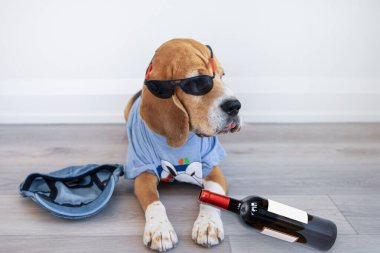 Komik sarhoş av köpeği bir şişe şarapla yerde yatıyor.