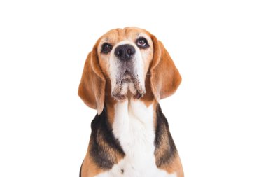 Komik sevimli av köpeği görünümlü. 