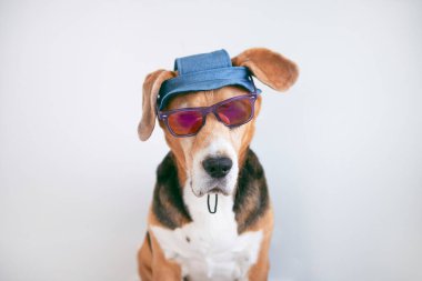 Güneş gözlüklü komik av köpeği