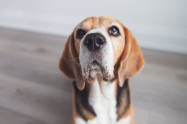 Komik av köpeği kafası yakından bakıyor.