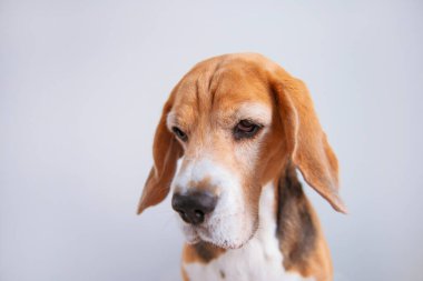 Komik köpek suratlı.