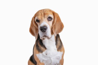 Komik köpek suratlı.