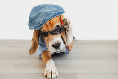 Güneş gözlüklü komik av köpeği dikkatli görünüyor.