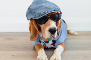 Güneş gözlüklü ve şapkalı sevimli av köpeği.