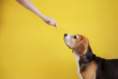 Adam elinde kuru yiyecekle av köpeği eğitiyor.