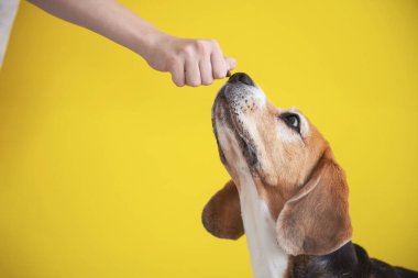 Adam elinde kuru yiyecekle av köpeği eğitiyor.