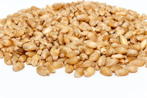 選択的な焦点を用いる小麦の種子のイメージ — ストック写真