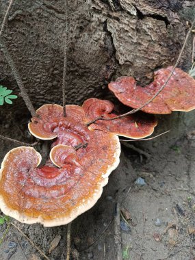 Seçici odaklı büyük ağaç mantarı resmi