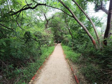 Ormandaki bir yol resmi